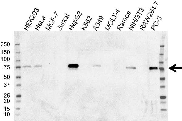 Anti SOX9 Antibody, clone OTI2H10 (PrecisionAb Monoclonal Antibody) gallery image 1