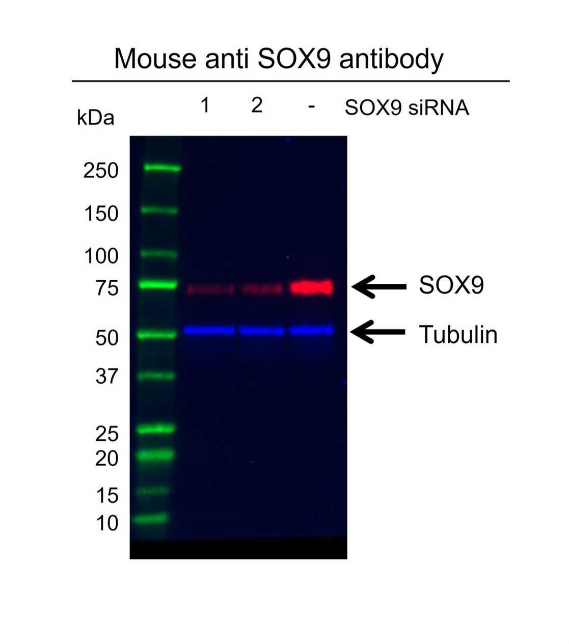 Anti SOX9 Antibody, clone OTI2H10 (PrecisionAb Monoclonal Antibody) gallery image 2