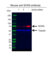 Anti SOX9 Antibody, clone OTI2H10 (PrecisionAb Monoclonal Antibody) thumbnail image 2