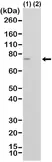 Anti Spastin Antibody, clone RM346 thumbnail image 1