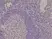 Anti Spastin Antibody, clone RM346 thumbnail image 3
