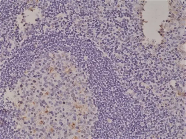 Anti Spastin Antibody, clone RM346 gallery image 3