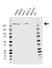 Anti Spectrin Beta Antibody (PrecisionAb Monoclonal Antibody) thumbnail image 1