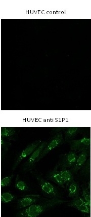 Anti Human Sphingosine 1- Phosphate Receptor 1 Antibody, clone 2B9 gallery image 2