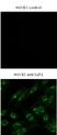 Anti Human Sphingosine 1- Phosphate Receptor 1 Antibody, clone 2B9 thumbnail image 2