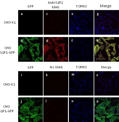 Anti Human Sphingosine 1- Phosphate Receptor 1 Antibody, clone 2B9 gallery image 3