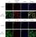Anti Human Sphingosine 1- Phosphate Receptor 1 Antibody, clone 2B9 thumbnail image 3