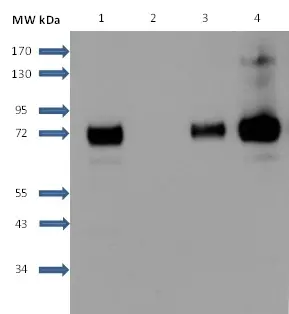 Anti Human Sphingosine 1- Phosphate Receptor 1 Antibody, clone 2B9 gallery image 4