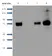 Anti Human Sphingosine 1- Phosphate Receptor 1 Antibody, clone 2B9 thumbnail image 4