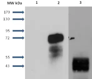 Anti Human Sphingosine 1- Phosphate Receptor 1 Antibody, clone 2B9 gallery image 5