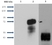 Anti Human Sphingosine 1- Phosphate Receptor 1 Antibody, clone 2B9 thumbnail image 5