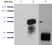 Anti Human Sphingosine 1- Phosphate Receptor 1 Antibody, clone 2B9 thumbnail image 5
