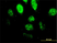 Anti Human SPI1 Antibody, clone 2G1 thumbnail image 2