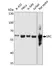 Anti SRC Antibody, clone 4F10B5 thumbnail image 1