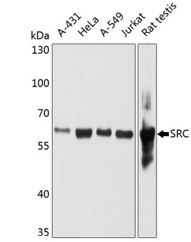 Anti SRC Antibody, clone 4F10B5 gallery image 1