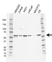 Anti SRC Antibody, clone ST03/3E9 (PrecisionAb Monoclonal Antibody) thumbnail image 1