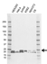 Anti SRSF3 Antibody, clone CD01/2F12 (PrecisionAb Monoclonal Antibody) thumbnail image 1