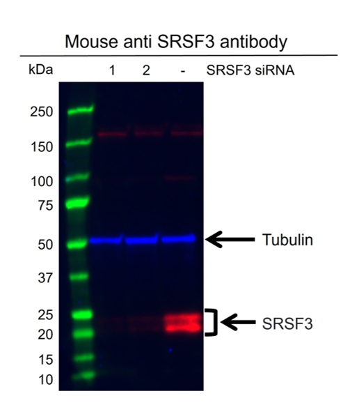 Anti SRSF3 Antibody, clone CD01/2F12 (PrecisionAb Monoclonal Antibody) gallery image 2