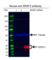 Anti SRSF3 Antibody, clone CD01/2F12 (PrecisionAb Monoclonal Antibody) thumbnail image 2