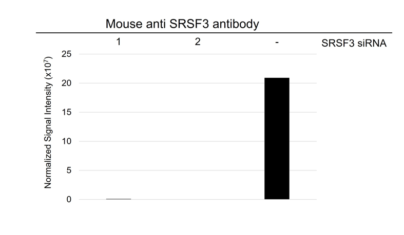 Anti SRSF3 Antibody, clone CD01/2F12 (PrecisionAb Monoclonal Antibody) gallery image 3