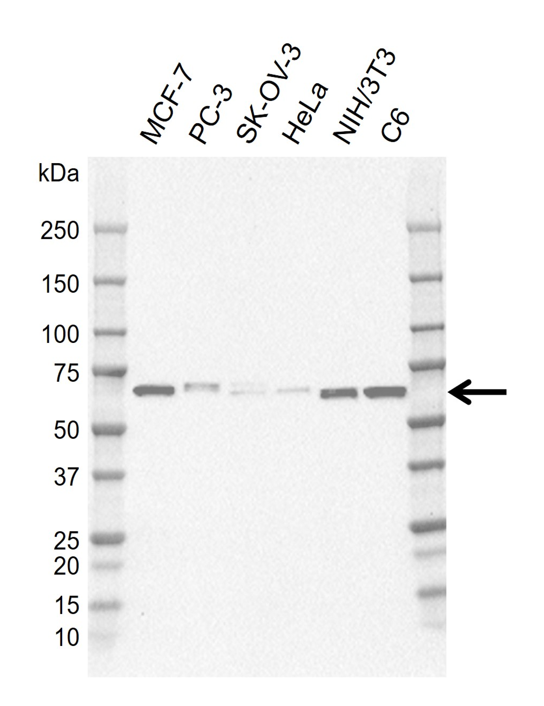 Anti Human STAM2 Antibody, clone CD01-1D7 gallery image 1