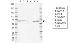 Anti Human STAM2 Antibody, clone CD01-1D7 gallery image 1