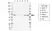 Anti Human STAM2 Antibody, clone CD01-1D7 thumbnail image 1