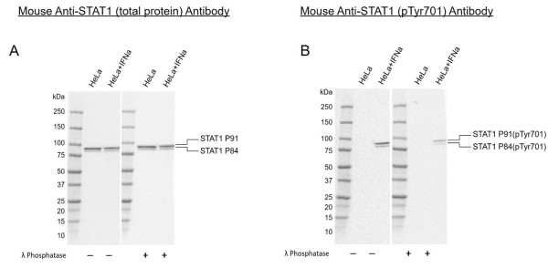 Anti STAT1 Antibody, clone P02-5B7 (PrecisionAb Monoclonal Antibody) gallery image 1