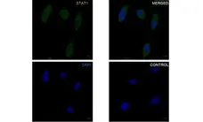 Anti STAT1 Antibody, clone P02-5B7 (PrecisionAb Monoclonal Antibody) gallery image 2