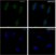 Anti STAT1 Antibody, clone P02-5B7 (PrecisionAb Monoclonal Antibody) thumbnail image 2
