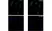 Anti STAT1 Antibody, clone P02-5B7 (PrecisionAb Monoclonal Antibody) thumbnail image 2