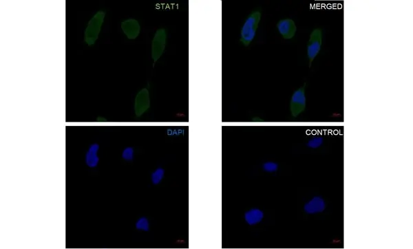 Anti STAT1 Antibody, clone P02-5B7 (PrecisionAb Monoclonal Antibody) gallery image 2