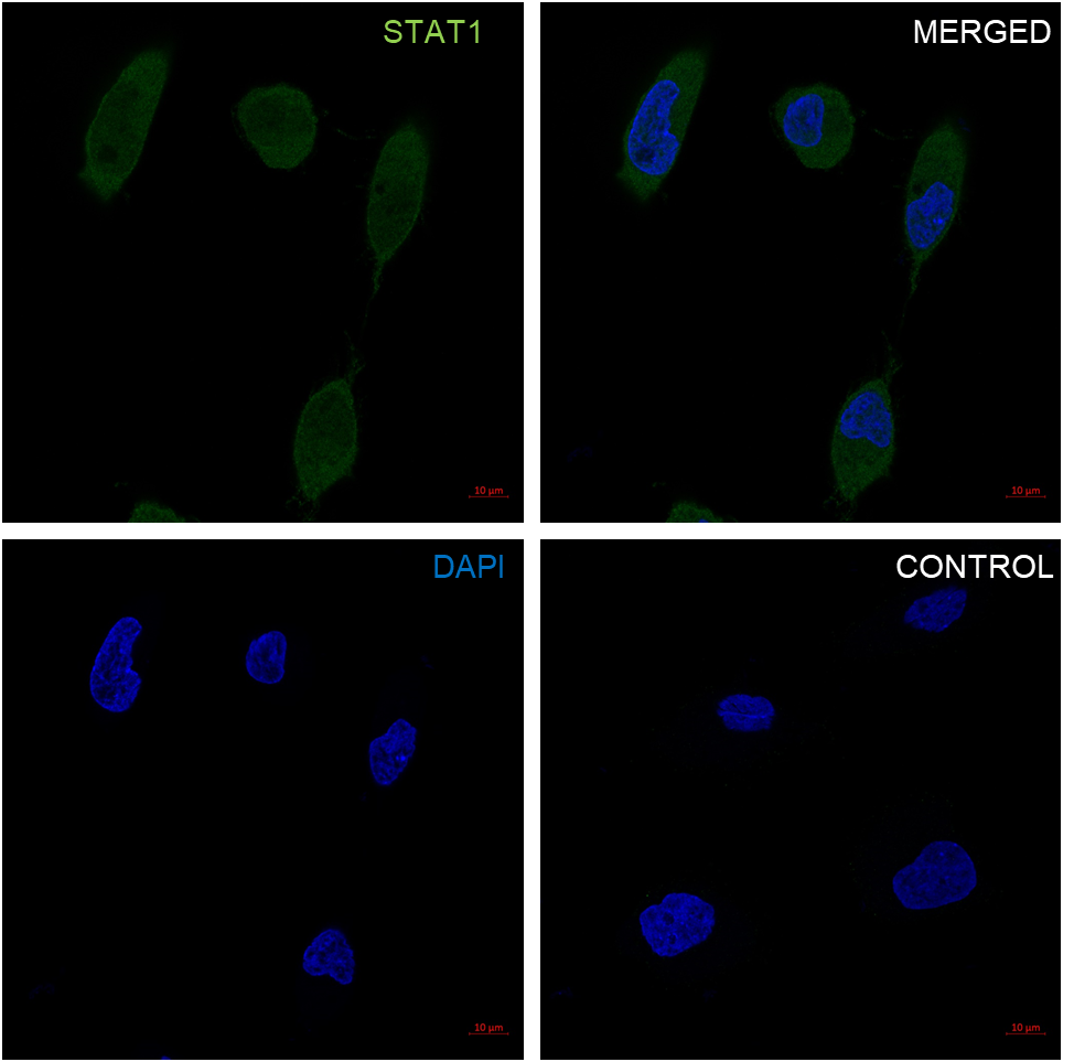 Anti STAT1 Antibody, clone P02-5B7 (PrecisionAb Monoclonal Antibody) gallery image 2