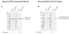 Anti STAT1 (pTyr701) Antibody, clone LM02-3C10 (PrecisionAb Monoclonal Antibody) gallery image 1