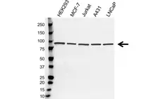 Anti STAT3 Antibody, clone 3B5 (PrecisionAb Monoclonal Antibody) gallery image 1