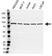 Anti STAT3 Antibody, clone 3B5 (PrecisionAb Monoclonal Antibody) thumbnail image 1