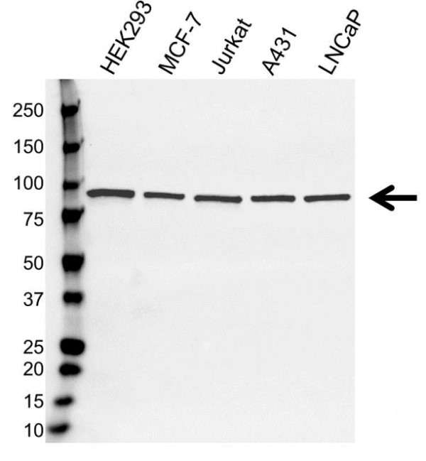 Anti STAT3 Antibody, clone 3B5 (PrecisionAb Monoclonal Antibody) gallery image 1