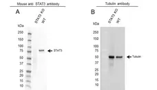 Anti STAT3 Antibody, clone 3B5 (PrecisionAb Monoclonal Antibody) gallery image 2