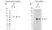 Anti STAT3 Antibody, clone 3B5 (PrecisionAb Monoclonal Antibody) thumbnail image 2