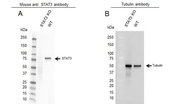 Anti STAT3 Antibody, clone 3B5 (PrecisionAb Monoclonal Antibody) gallery image 2