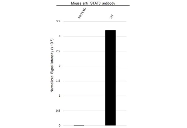 Anti STAT3 Antibody, clone 3B5 (PrecisionAb Monoclonal Antibody) gallery image 3