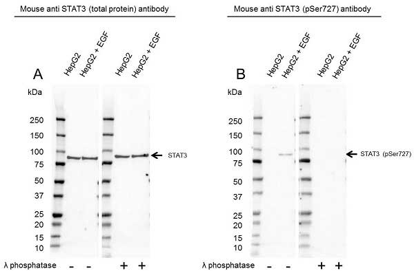 Anti STAT3 (pSer727) Antibody, clone 23G5 (PrecisionAb Monoclonal Antibody) gallery image 1