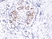 Anti STAT3 (pTyr705) Antibody, clone RM261 (PrecisionAb Monoclonal Antibody) thumbnail image 2