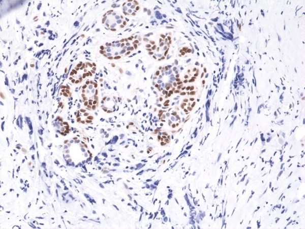Anti STAT3 (pTyr705) Antibody, clone RM261 (PrecisionAb Monoclonal Antibody) gallery image 2