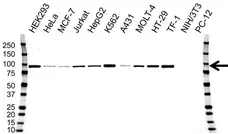 Anti STAT5 Antibody, clone OTI9F7 (PrecisionAb Monoclonal Antibody) gallery image 1