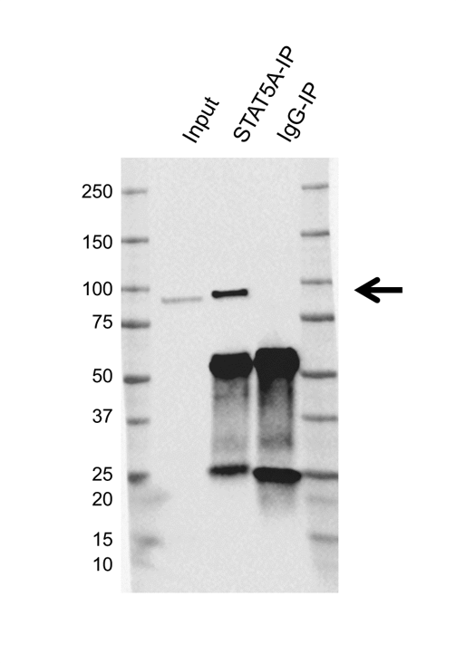 Anti STAT5A Antibody, clone OTI6D6 (PrecisionAb Monoclonal Antibody) gallery image 2