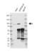 Anti STAT5A Antibody, clone OTI6D6 (PrecisionAb Monoclonal Antibody) thumbnail image 2