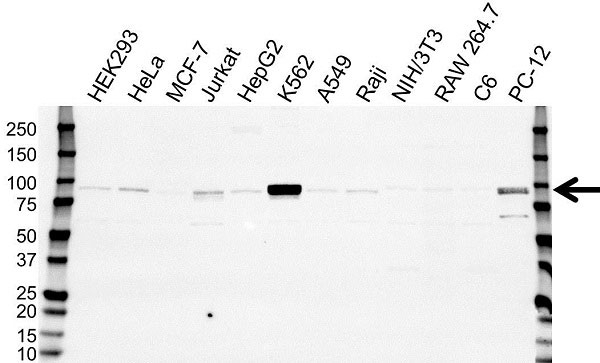 Anti STAT5B Antibody, clone 5B3 (PrecisionAb Monoclonal Antibody) gallery image 1