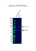 Anti STAT5B Antibody, clone 5B3 (PrecisionAb Monoclonal Antibody) thumbnail image 2
