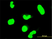 Anti Human STAT6 Antibody, clone 6C10 thumbnail image 1